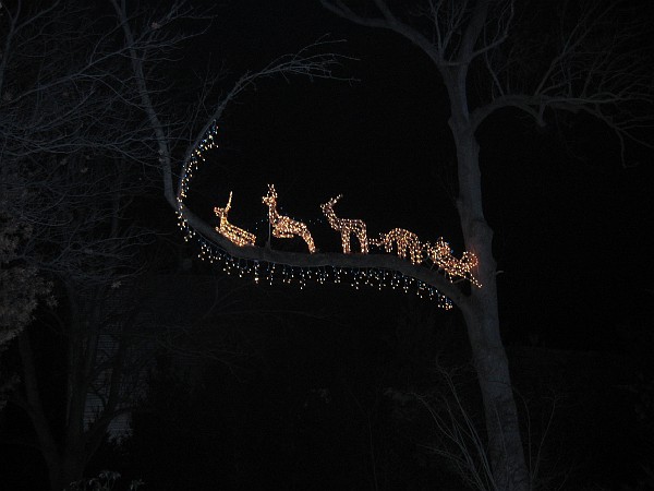 wildlights at zoo 014.jpg